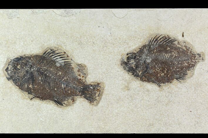 Pair of Fossil Fish (Cockerellites) - Green River Formation #129621